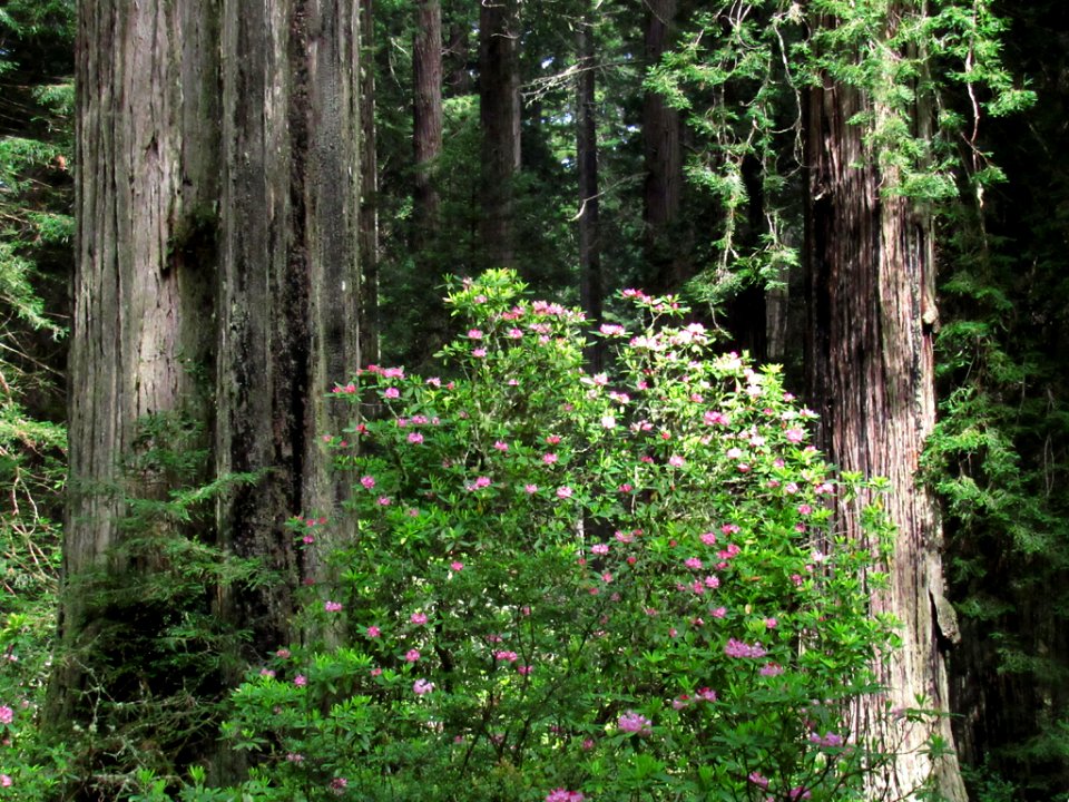 Redwoods in California