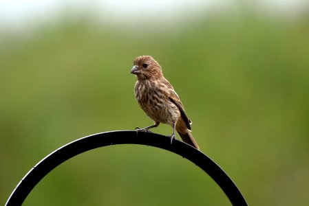 House finch photo