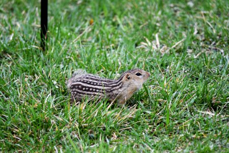 Thirteen-lined ground squirrel photo