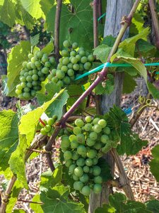 Cultivation winegrowing plant photo