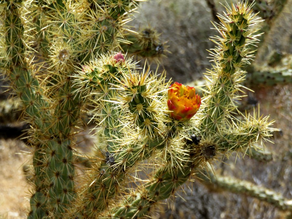 Mojave National Preserve in California