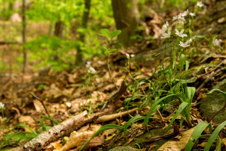 Virginia springbeauty