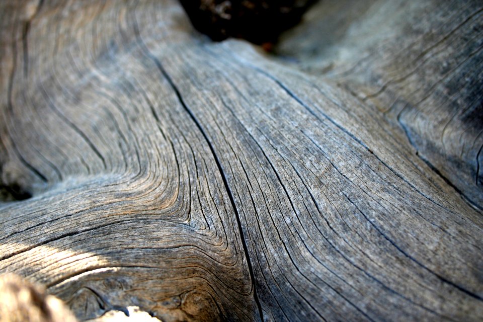 Juniper Tree texture