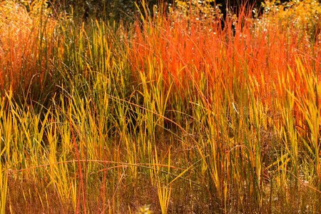 Grasses nature plant