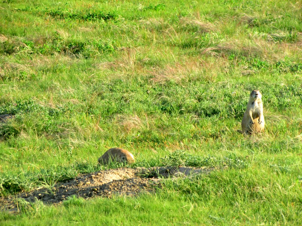 Prairie Dogs at Devils Tower NM in WY