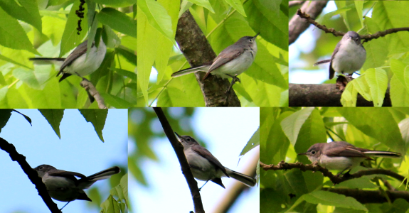 blue-gray gnatcatcher photo