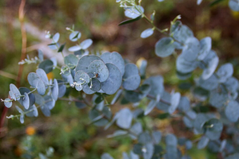 Eucalyptus wood natural