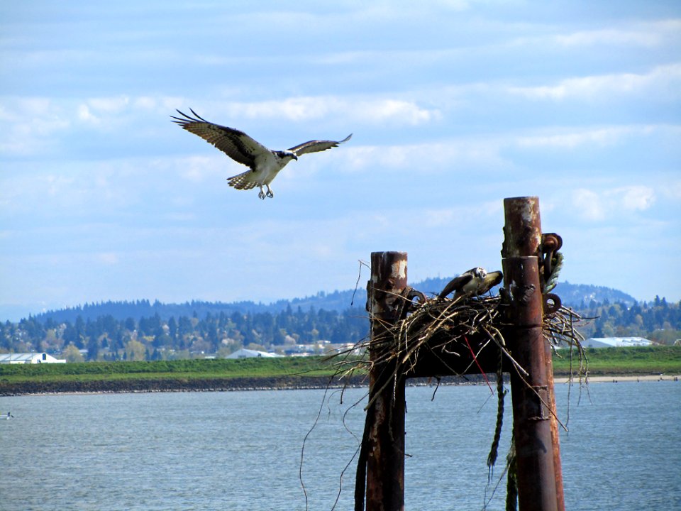 Osprey in WA