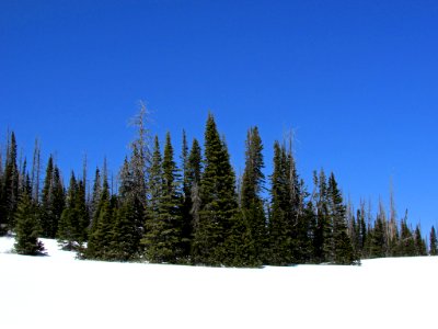 Dixie NF in UT