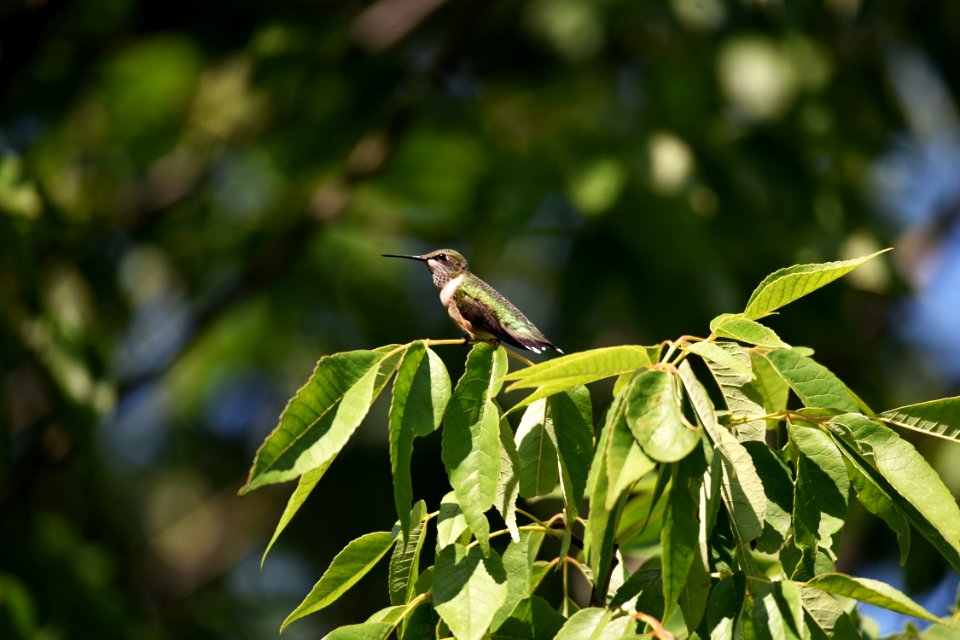 Ruby-throated hummingbird