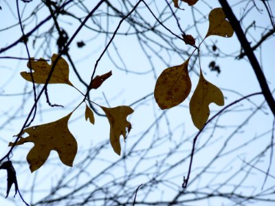 Sassafras