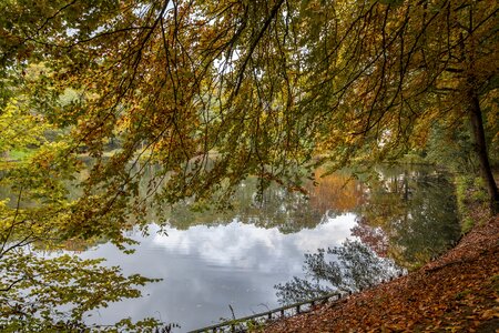 Lake art forest
