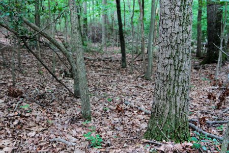 Chestnut oak trunk