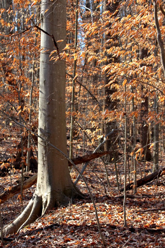 American beech in winter