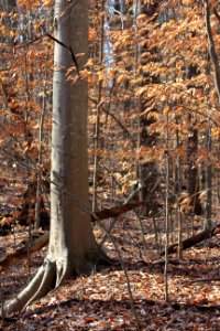 American beech in winter