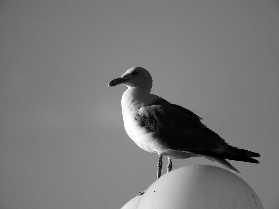 The seagull black and white bird