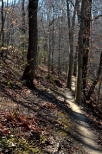 Oak - Beech / Heath Forest in winter photo