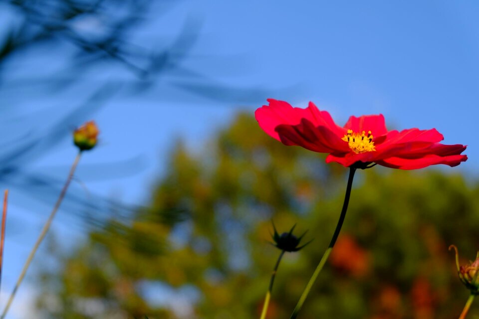 Red schnittblume pasture