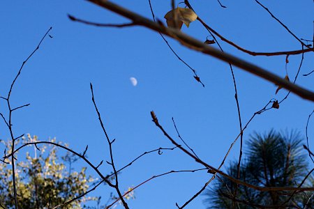 Reaching for the Moon photo