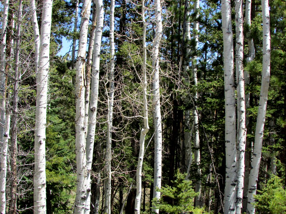 Dixie National Forest in Utah