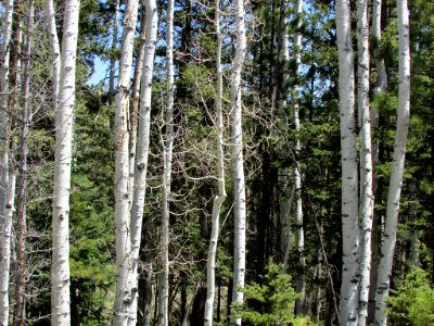 Dixie National Forest in Utah