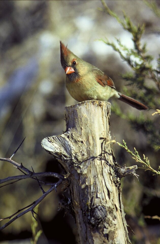 Perched stump post photo