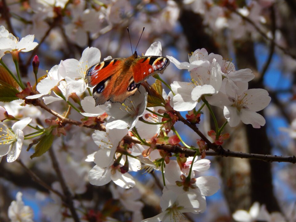 Tree spring nature