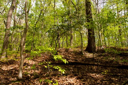 Oak - Beech / Heath Forest