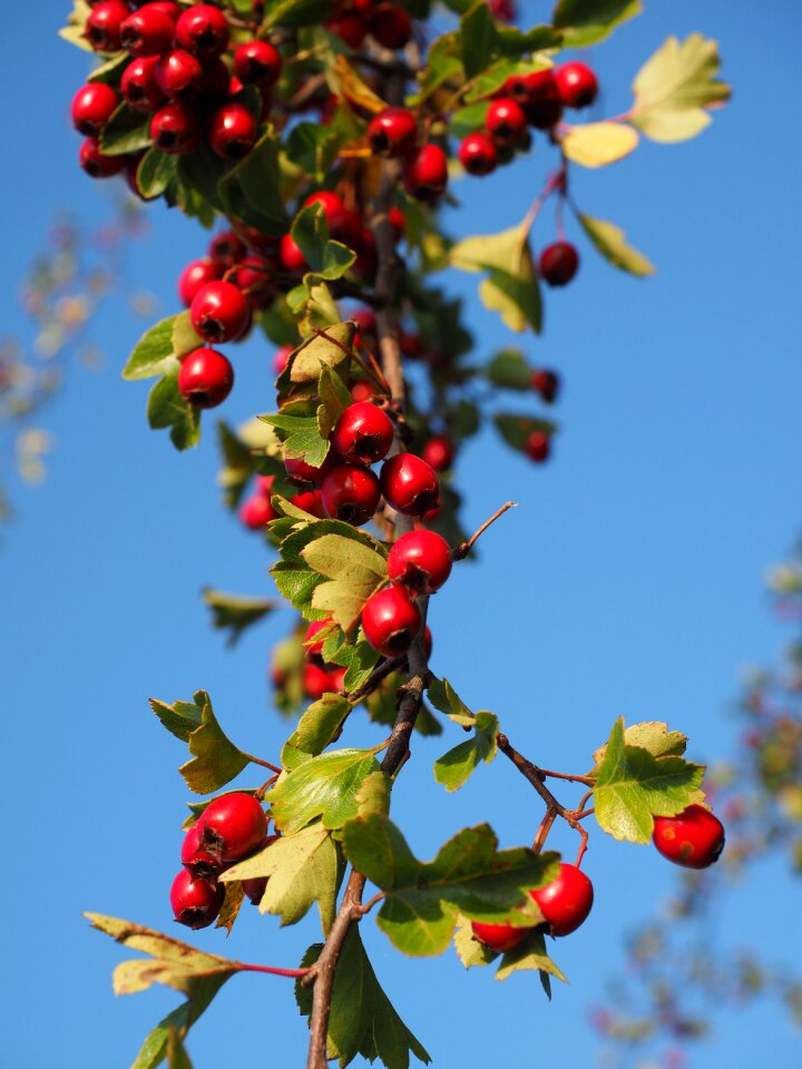 Eingriffeliger hawthorn bush hedge