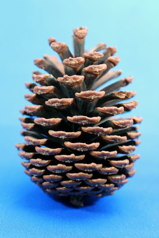 Pine cones pine beauty Free photos