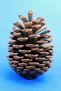 Pine cones pine beauty Free photos