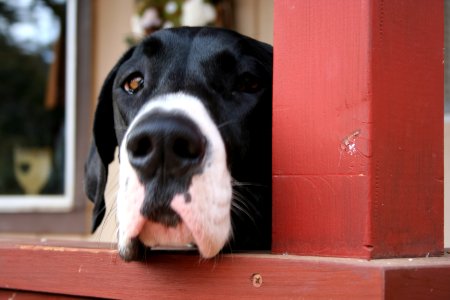 Sniff Sniff photo