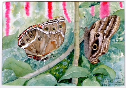 Butterflies