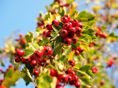 Eingriffeliger hawthorn bush hedge