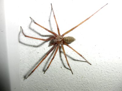 Hausspinne 2