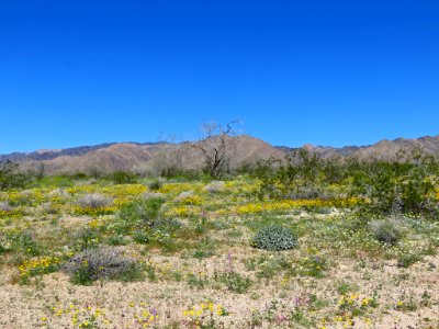 Cottonwood Spring with Wildflowers at Joshua Tree NP in CA