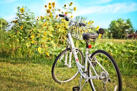 Summer leisure cycle