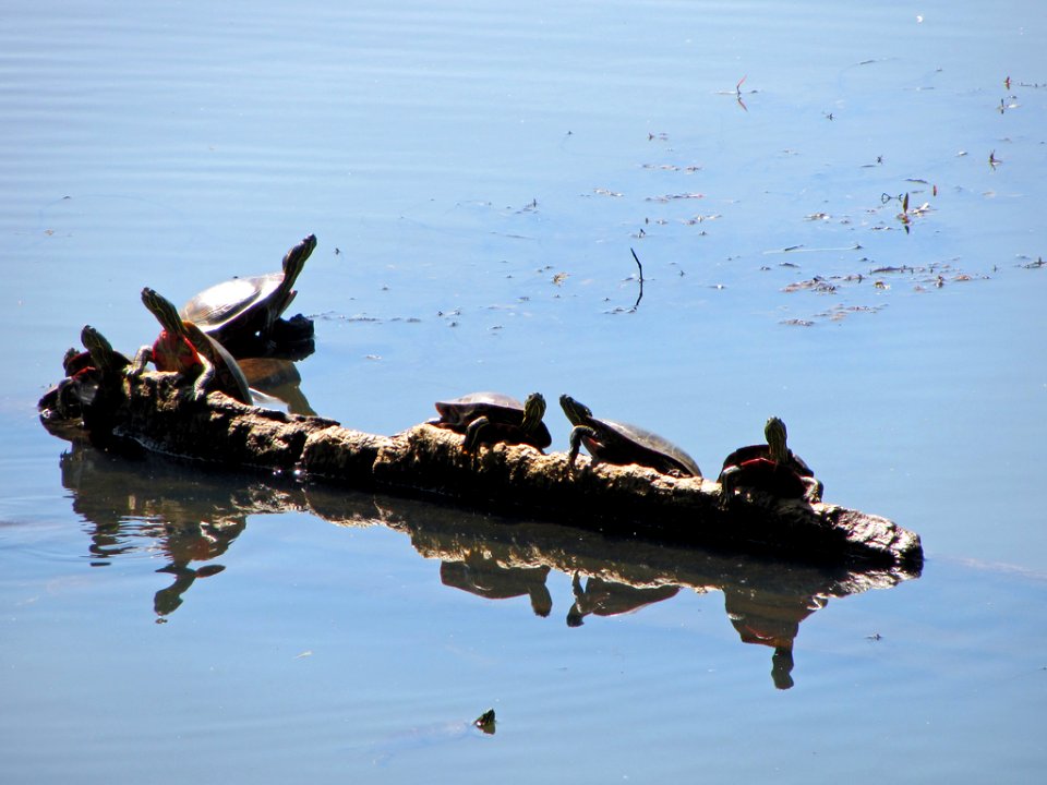 Western Turtles at Steigerwald Lake NWR in WA