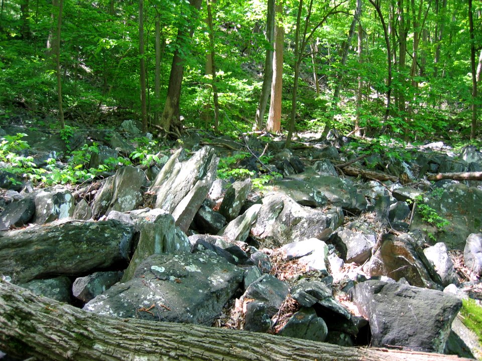 Sweet Birch - Chestnut Oak Talus Woodland at Harpers Ferry NHP