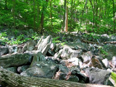 Sweet Birch - Chestnut Oak Talus Woodland at Harpers Ferry NHP