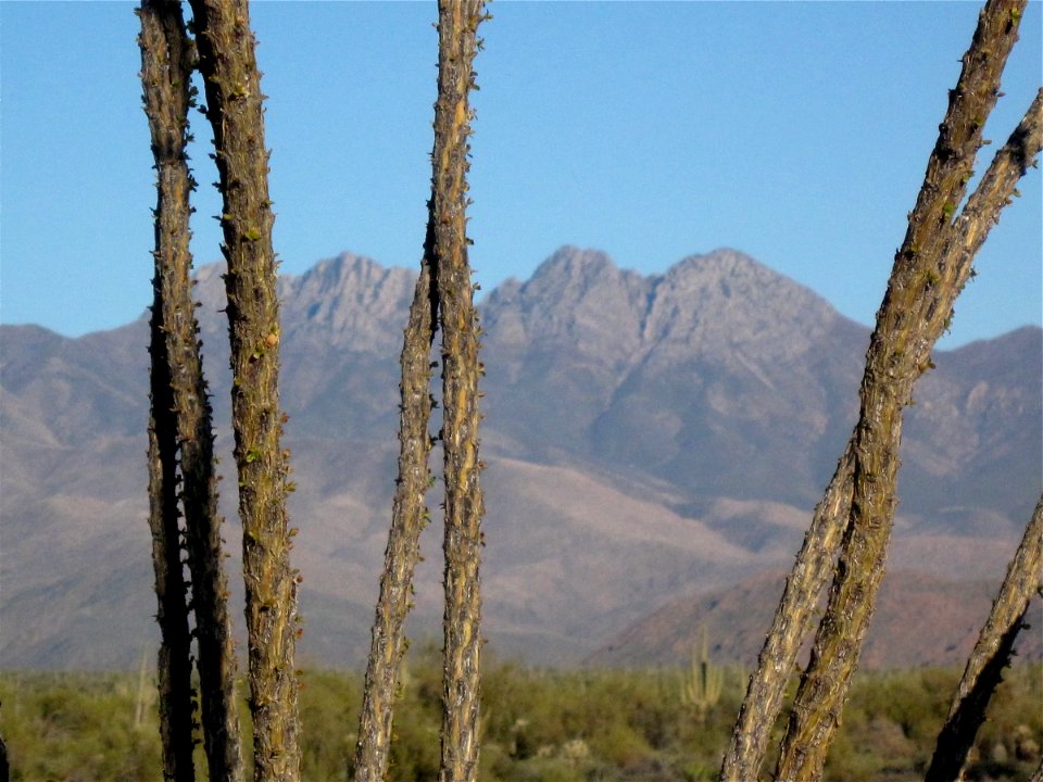 Four Peaks Behind Ocotillo