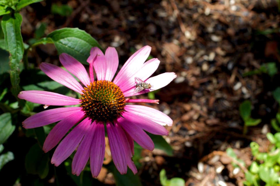 Fly Hangout at the Cone Flower Plant