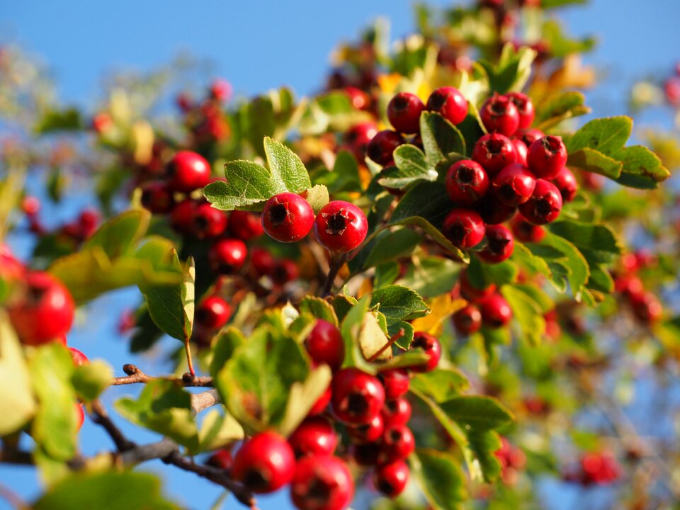 Eingriffeliger hawthorn bush hedge