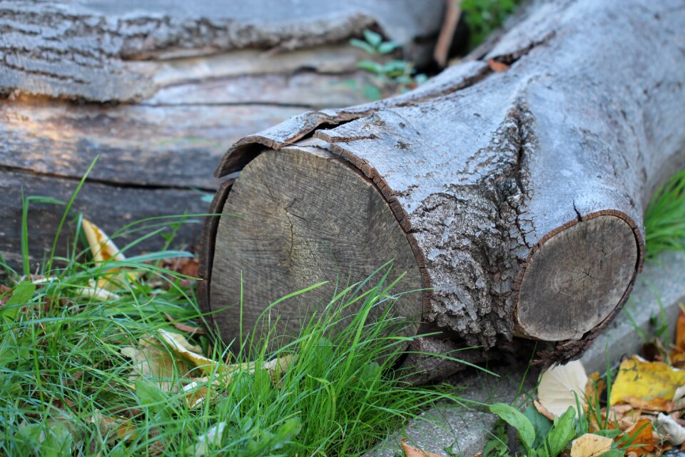Timber industry nature