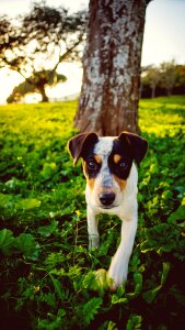 Dog walking outdoors jack russel photo