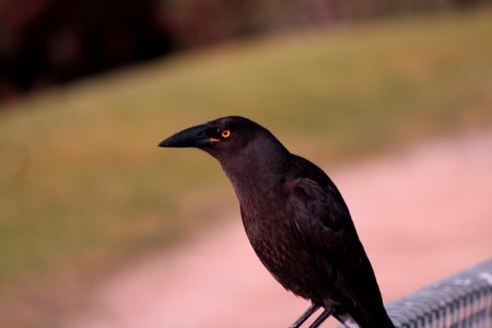 Black Currawong (Strepera fuliginosa) photo