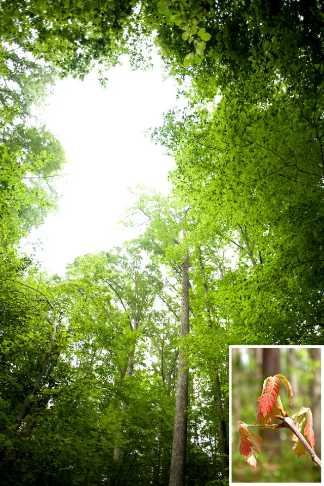 Canopy gaps are good for oak seedlings