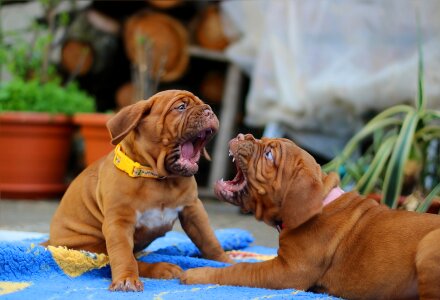 Bordeaux burgundy puppy