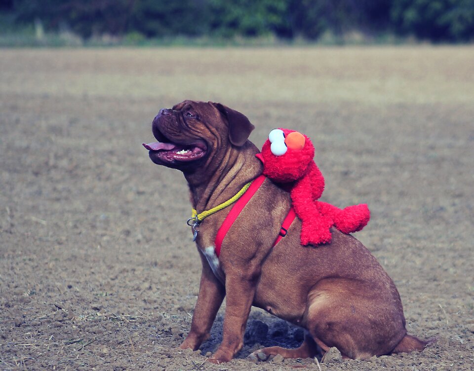 Dog mastiffs animal