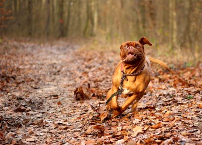 Bordeaux burgundy puppy photo